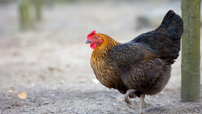 Poules