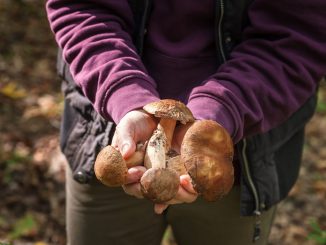 Shiitake