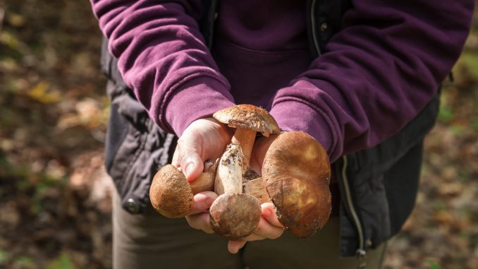 shiitake-2 Shiitake
